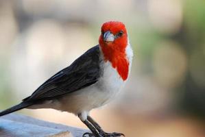 Kardinalvogel mit rotem Schopf, der auf einer Schiene steht foto