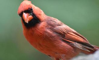 Kardinalvogel aus nächster Nähe auf einem Felsen foto