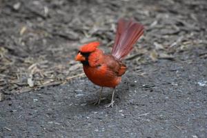 Kardinalvogel mit aufgefächerten Schwanzfedern foto
