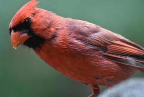 Stellen Sie sich den perfekten Kardinalvogel aus nächster Nähe vor foto