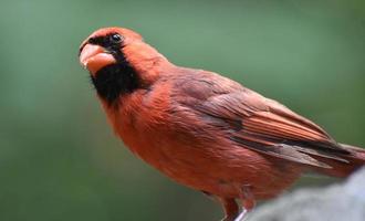 schöner Kardinalvogel mit Krümeln im Schnabel foto