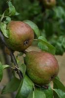 frische Birnen, die im Sommer auf einem Birnenbaum wachsen foto