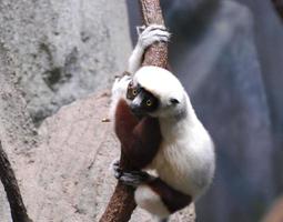 Sifaka-Lemur, der sich mit seinen Pfoten an einen Baumstamm klammert foto