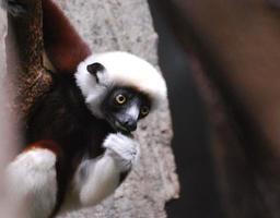 rot-weißer Lemur, der sich an einem Baum festhält foto