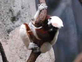 Entzückender roter und weißer Sifaka-Lemur, der sich an einem Baum festhält foto