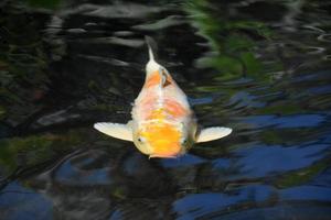Atemberaubender Koi-Fisch, der in einem Koi-Teich schwimmt foto