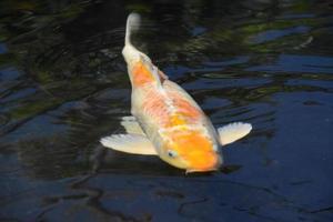 weiße und orangefarbene Koi-Fische, die unter Wasser schwimmen foto