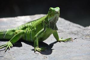 Grüne Leguane schauen direkt ins Gesicht foto