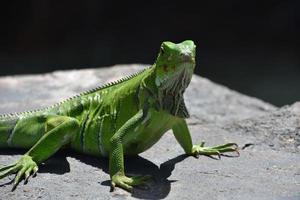 leuchtend hellgrüner leguan auf einem felsen in aruba foto