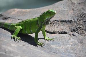 leuchtend lindgrüner Leguan auf einem großen Felsen foto