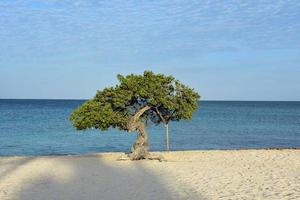 ikonischer watapana-baum am eagle beach in aruba foto