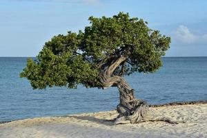 verdrehter Divi-Baum, der von den Passatwinden gebogen wurde foto