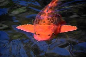 dunkelorange und schwarz geschuppte Koi-Fische foto