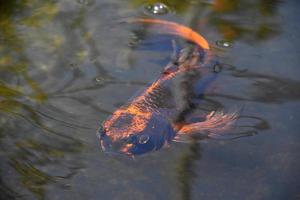 orangefarbene und schwarze Koi-Fische, die unter Wasser schwimmen foto