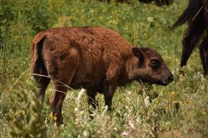 süßes, flauschiges Bisonkalb auf einer Wiese foto