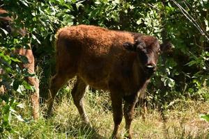 Bisonkalb, das im Sommer aus bewaldeten Gebieten auftaucht foto