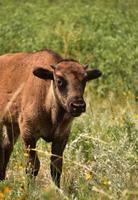 meckerndes amerikanisches Büffelkalb in einem Feld foto