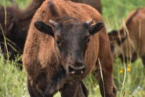 kostbares Bisonkalb auf einem Feld foto