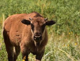 Amerikanisches Büffelkalb auf einer Graswiese foto