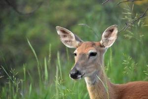 sehr süßes Gesicht eines Hirsches im Wald foto