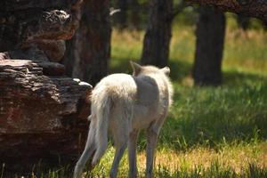 Rückseite eines weißen Wolfs im grünen Gras foto