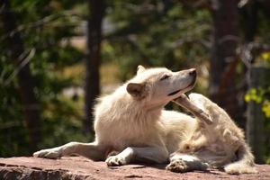 Weißer Timberwolf kratzt und juckt mit seinem Fuß foto