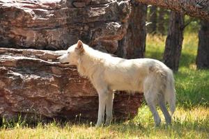 Seitenprofil eines stehenden weißen Wolfs foto