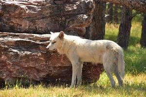 aufmerksamer weißer Wolf, der neben einem Felsen steht foto