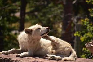 Kratzender weißer Wolf, der auf einem Felsen ruht foto