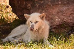 schläfriger weißer Wolf, der im Sommerschatten ruht foto