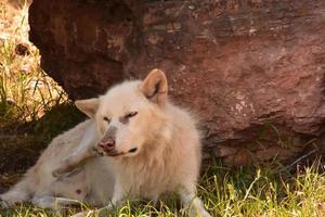 Weißer Timberwolf juckt beim Hinlegen foto