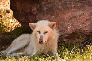 Wolf mit rosa Nase, der unter einem Felsen eindöst foto