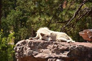 schläfriger Holzwolf auf einem großen Felsen foto