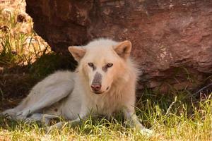 Weißer Timberwolf, der an einem Felsen misstrauisch aussieht foto