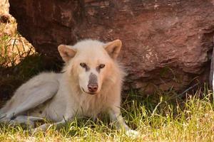 aufmerksamer vorsichtiger weißer Wolf, der im Sommer ruht foto