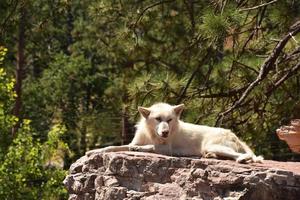 weißer Timberwolf, der sich auf einem Felsen sonnt foto