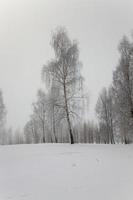 Bäume im Winter - Bäume in einer Wintersaison. nach Schneefall foto