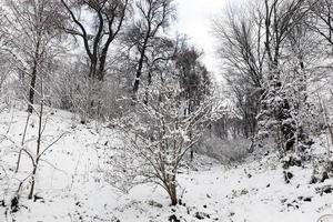 Bäume mit Schnee bedeckt foto