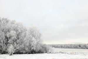 Schneeverwehungen, Wald foto