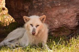 Timberwolf, der im Schatten eines Felsens ruht foto