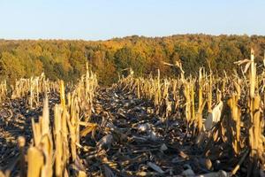 Gebiet landwirtschaftliches Feld foto