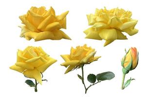 Gelb isolierte Rosenblüte mit Blättern zarter Blütenzweig auf weißem Hintergrund, ausgeschnittenes Objekt für Dekor, Design, Einladungen, Karten, weicher Fokus und Beschneidungspfad foto
