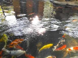 Goldfisch im Teich vom Aussichtspunkt oben mit Sonnenlicht, das in die Säule eindringt foto