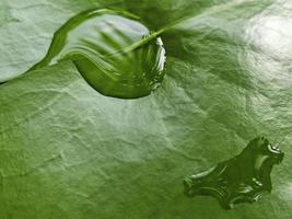 wassertropfen auf einem lotusblatt. weicher fokus. flacher fokuseffekt. foto