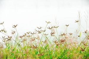 braune grasblumen in einem grünen field.soft-fokus. Hintergrund ist die weiße Wasseroberfläche foto