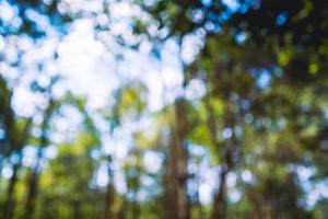 Hintergrundunschärfe natürlicher und heller Hintergrund im Wald. foto