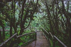 Bäume und Wälder im Bereich Regenwald grünes Moos und Holzbrücke am Angka Nature Trail im Doi Inthanon Nationalpark in Thailand. foto