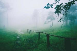 garten park im freien nebel down.thailand foto