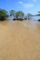 mangrovenwald im tropischen ort foto