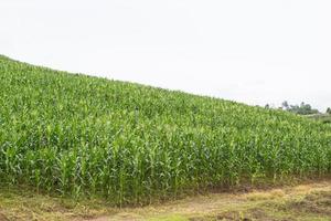 grünes Maisfeld aufwächst foto